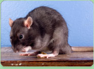 rat control Warminster