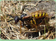 wasp control Warminster