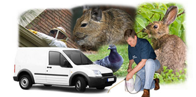 Warminster local van